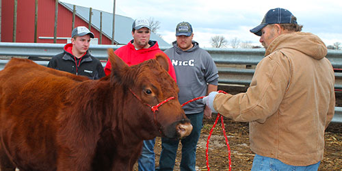 Three male beef science students listen to an instructor with a beef cow.