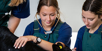 Female Vet Tech student listens to a calf with her stethoscope
