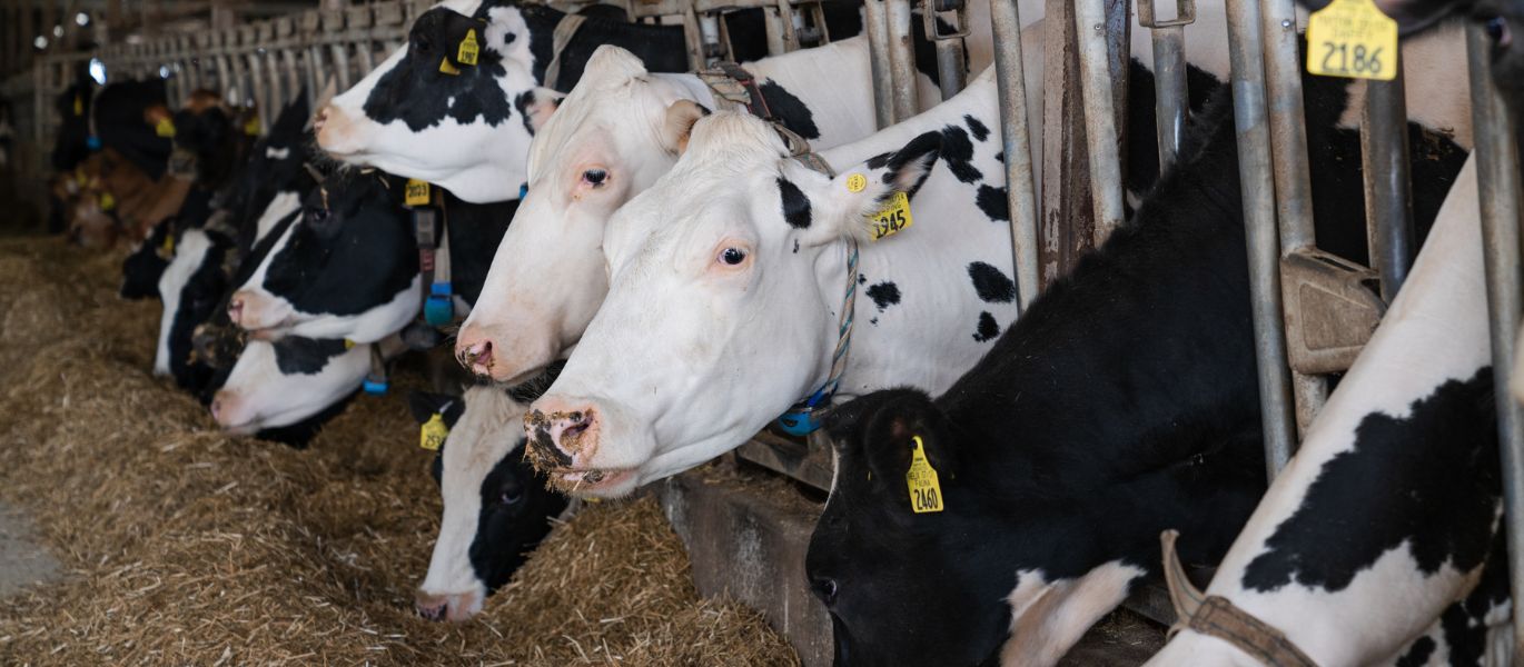 Dairy Barn_featured image