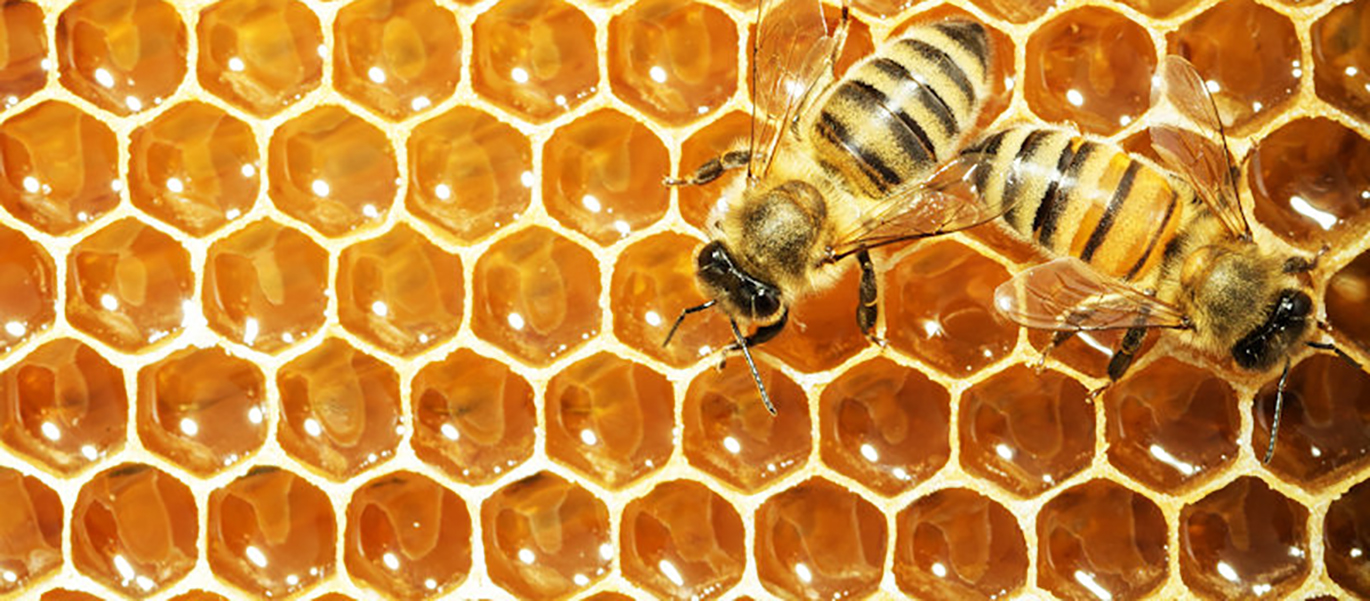 honey bees_featured image
