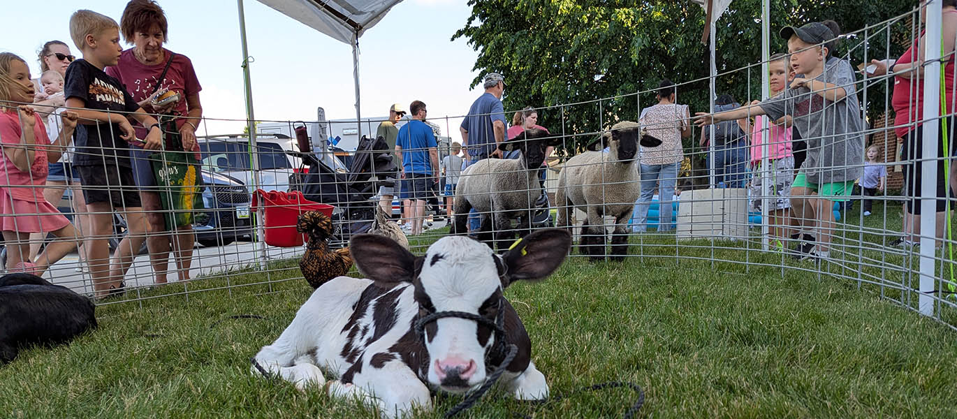 Visitors gather around a calf at event petting zoo