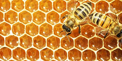 honey bees_tile image