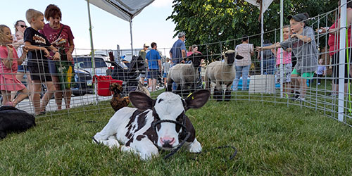 Visitors gather around a calf at event petting zoo