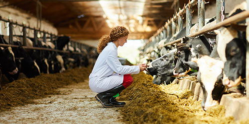 Female with a medical jacket working in a cow barn