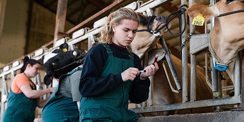 Female student gives medication to cattle