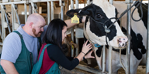 Female Vet Tech student works on cattle with instructor close by