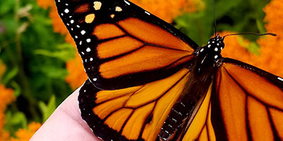 Monarch Butterfly